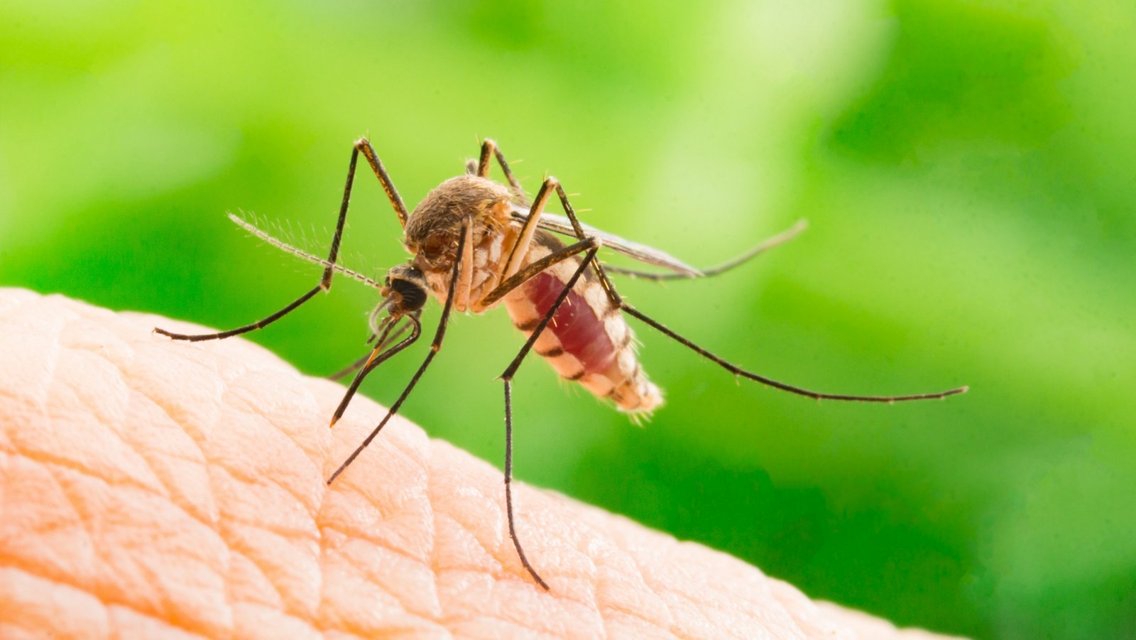 Aedes aegypti Mosquito_.jpg